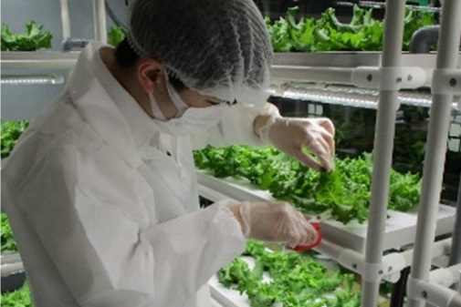 植物工場